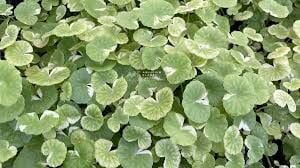 Hydrocotyle leucocephala variegated SAKSI