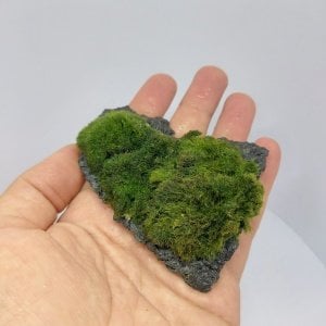 Moss Ball on Rock - M Boy
