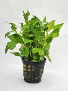 Alternanthera bettzickiana green SAKSI