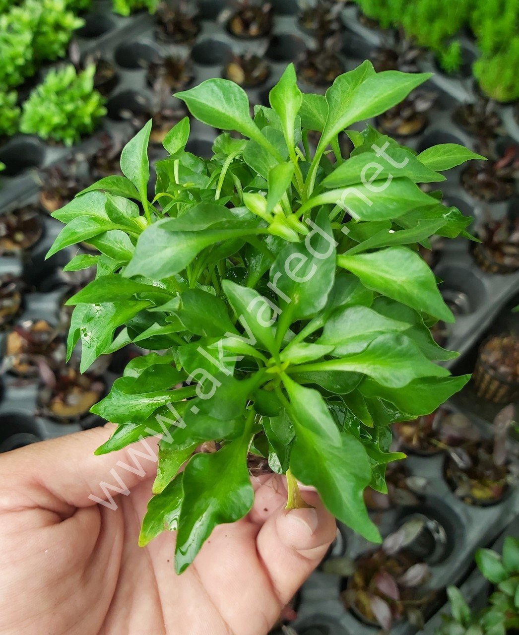 Alternanthera bettzickiana green ADET