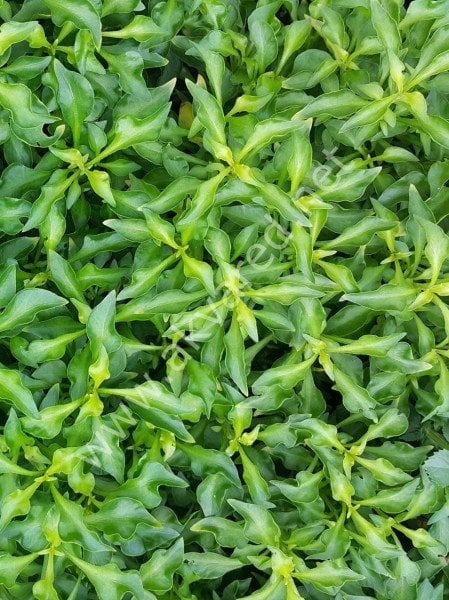 Alternanthera bettzickiana green ADET