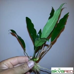 Anubias glabra ADET - APC ÖN SİPARİŞ