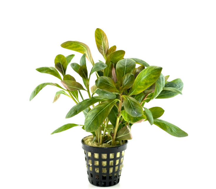 Ludwigia sphaerocarpa SAKSI