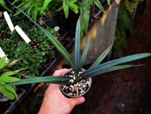 Mapania caudata ADET ÖN SİPARİŞ