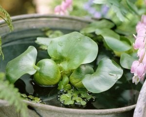 Eichhornia crassipes (Su Sümbülü) ADET