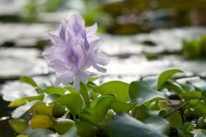 Eichhornia crassipes (Su Sümbülü) ADET