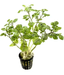 Nasturtium Officinale (Su teresi) SAKSI