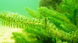 Egeria densa (Elodea) İTHAL BUKET