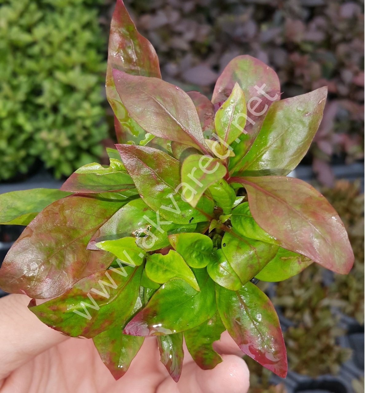 Alternanthera broad leaf ADET
