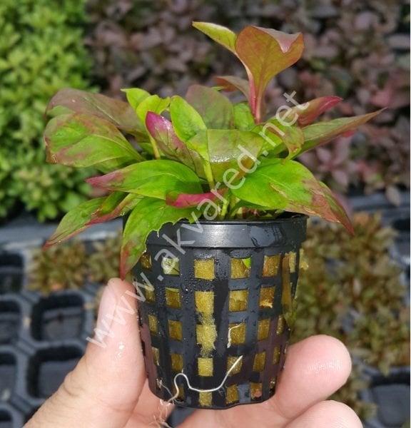 Alternanthera broad leaf ADET