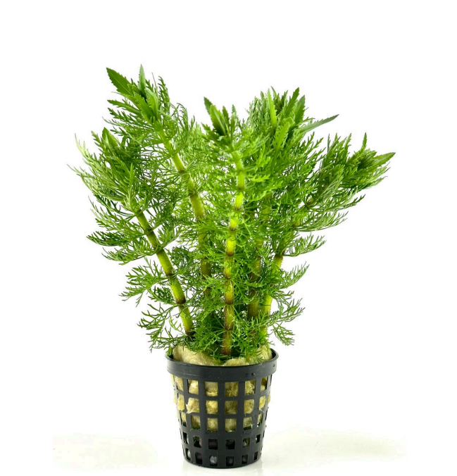 Limnophila indica SAKSI