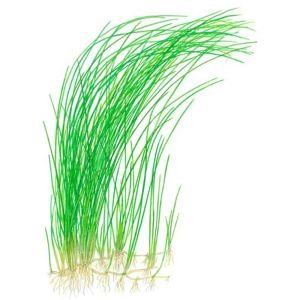 Eleocharis vivipara İTHAL BUKET