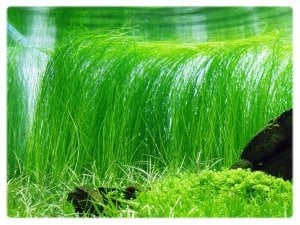 Eleocharis vivipara BUKET