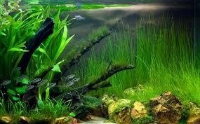 Eleocharis vivipara İTHAL BUKET