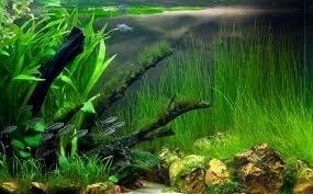 Eleocharis vivipara BUKET