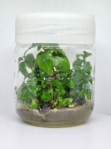 Staurogyne sao Paulo IN VITRO JAR (KAVANOZ)