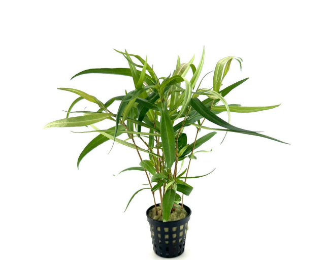 Persicaria sp. sao paola SAKSI