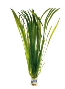 Vallisneria spiralis (Saz) BUKET 