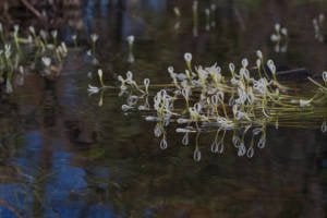 Vallisneria spiralis (Saz) BUKET