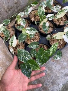 Alocasia frydek ADET ÖN SİPARİŞ