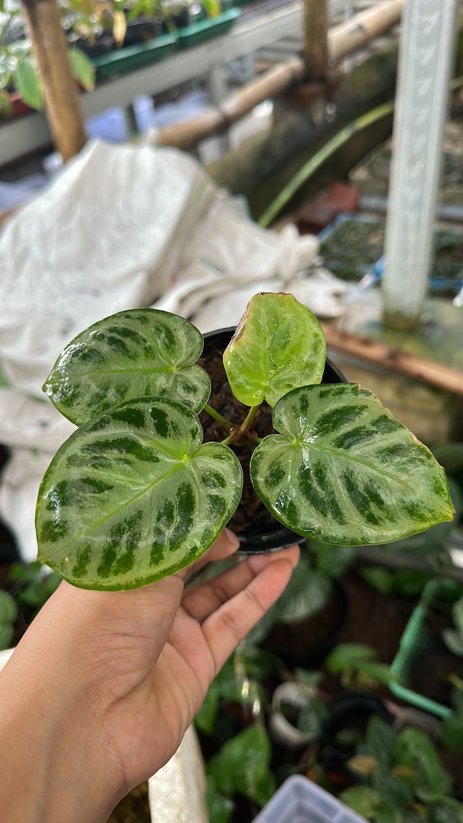 Anthurium silver blush ADET