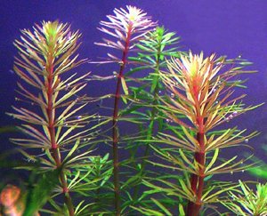 Rotala mexicana bangladesh BUKET