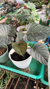 Homalomena black cardinal ADET ÖN SİPARİŞ
