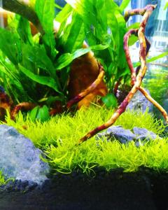 Utricularia graminifolia IN VITRO JAR (KAVANOZ)