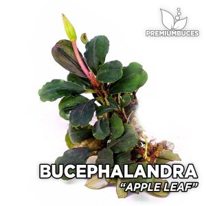 Bucephalandra mini boy karışık mix paket PORSİYON 10x10 cm