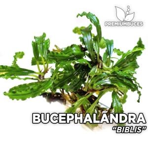 Bucephalandra MINI MIX 10x10CM