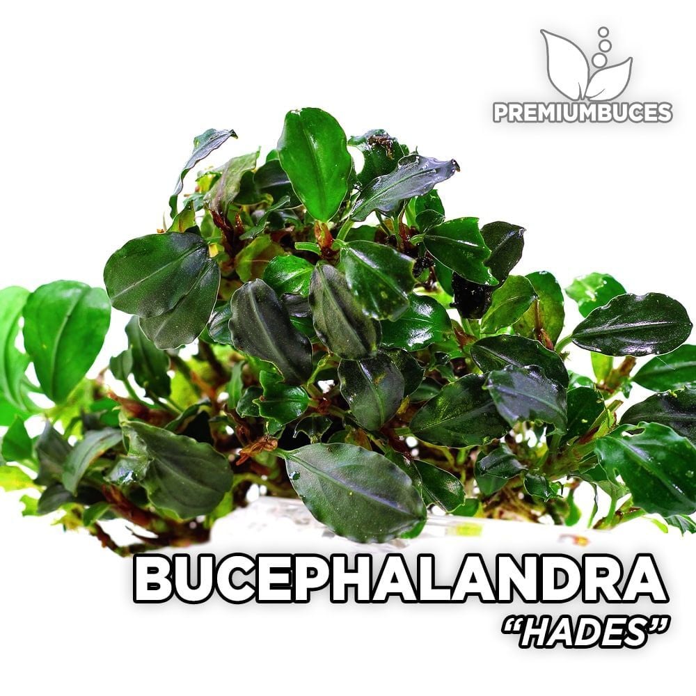 Bucephalandra MINI MIX 10x10CM