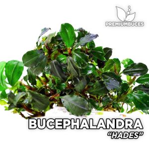 Bucephalandra MINI MIX 10x10CM ÖN SİPARİŞ