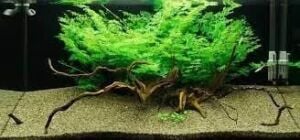 Ceratopteris thalictroides SAKSI