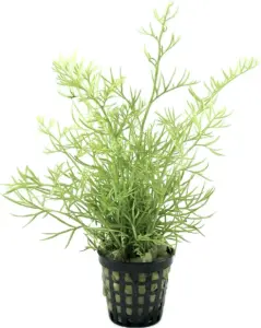 Ceratopteris thalictroides SAKSI