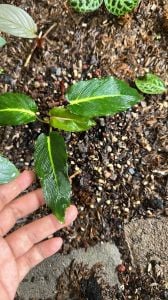 Homalomena narrow papua ADET ÖN SİPARİŞ