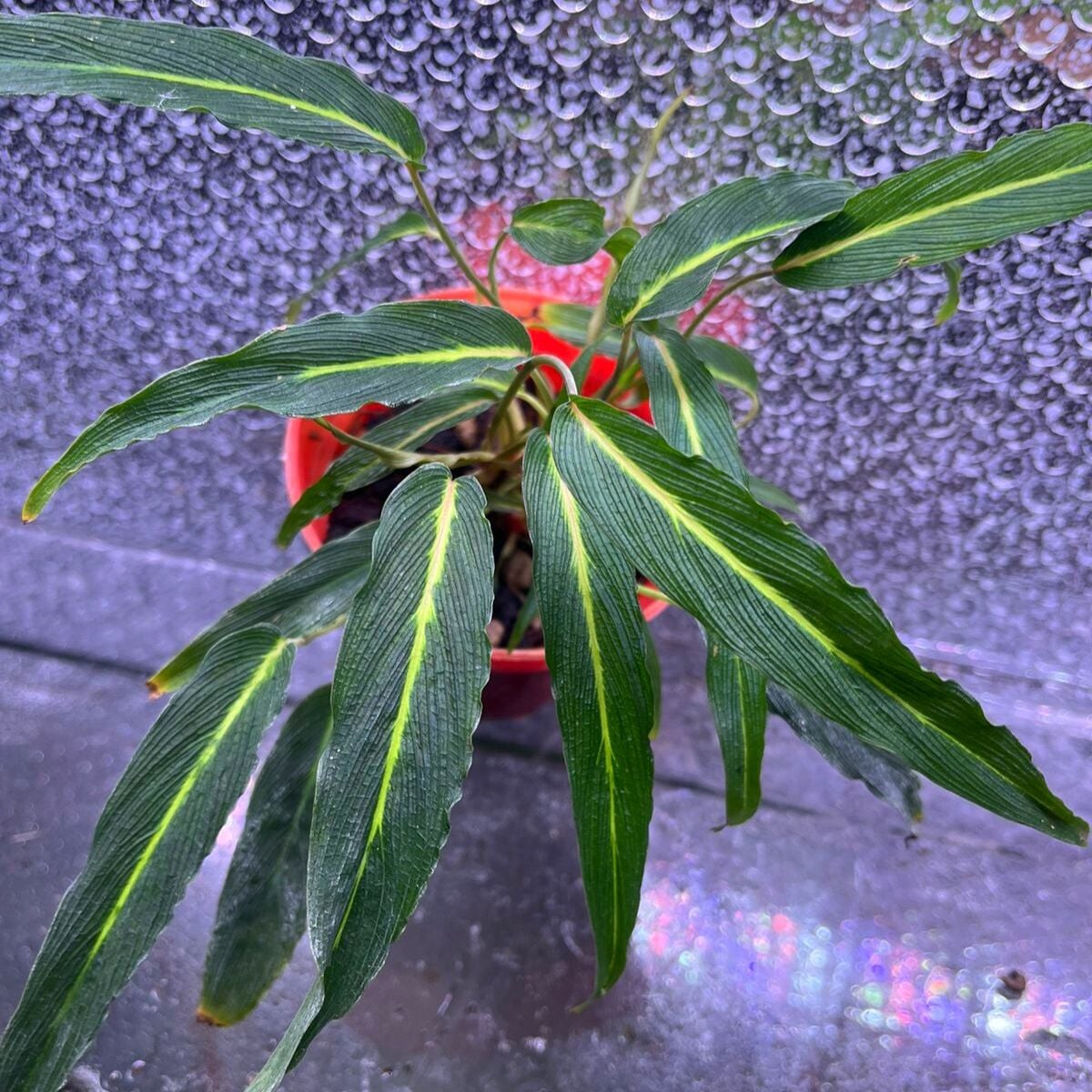 Homalomena narrow papua ADET ÖN SİPARİŞ