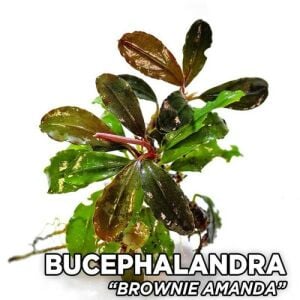 Bucephalandra Orta Boy MIX 10x10CM 