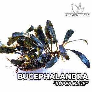 Bucephalandra orta boy karışık mix paket PORSİYON 10x10 cm