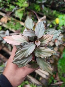 Homalomena silver red ADET ÖN SİPARİŞ