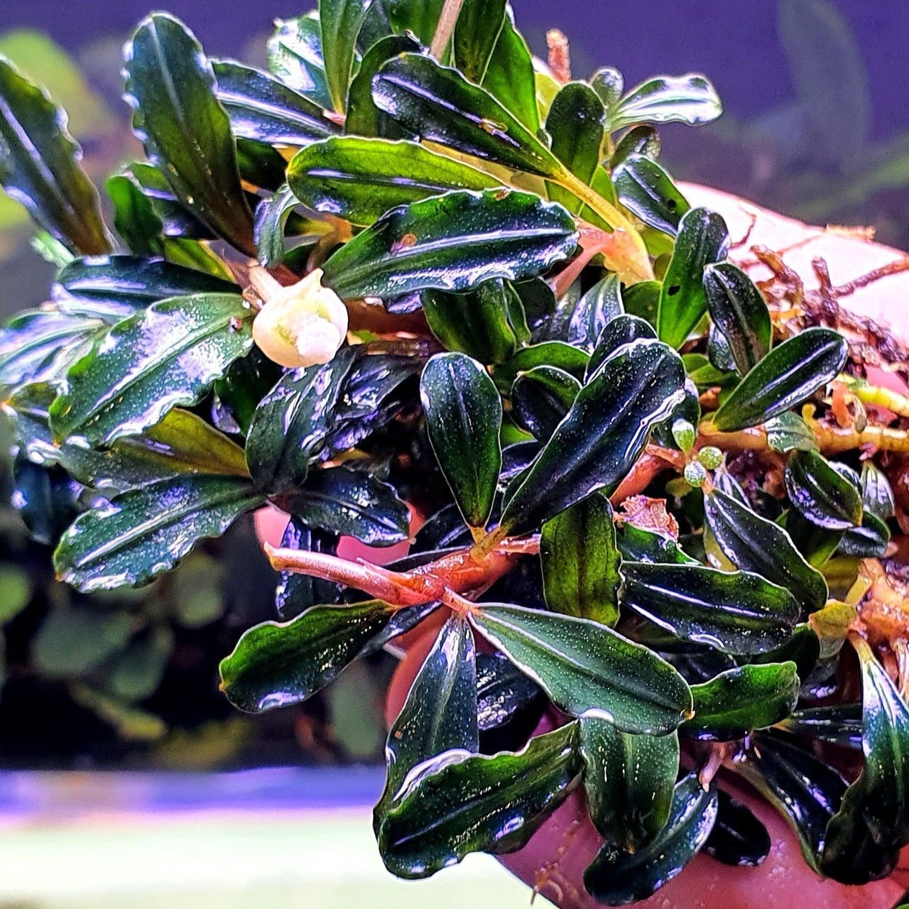 Bucephalandra brownie adinda 10X10 CM PORSİYON