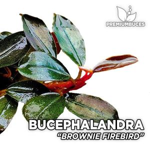 Bucephalandra brownie Firebird 10X10CM