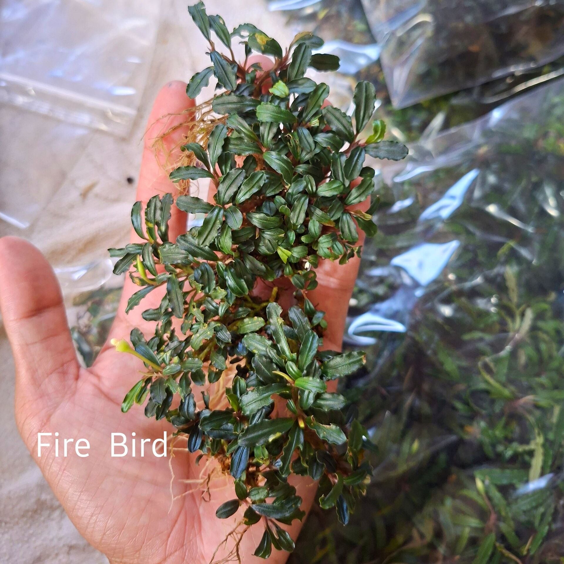 Bucephalandra brownie Firebird 10X10CM