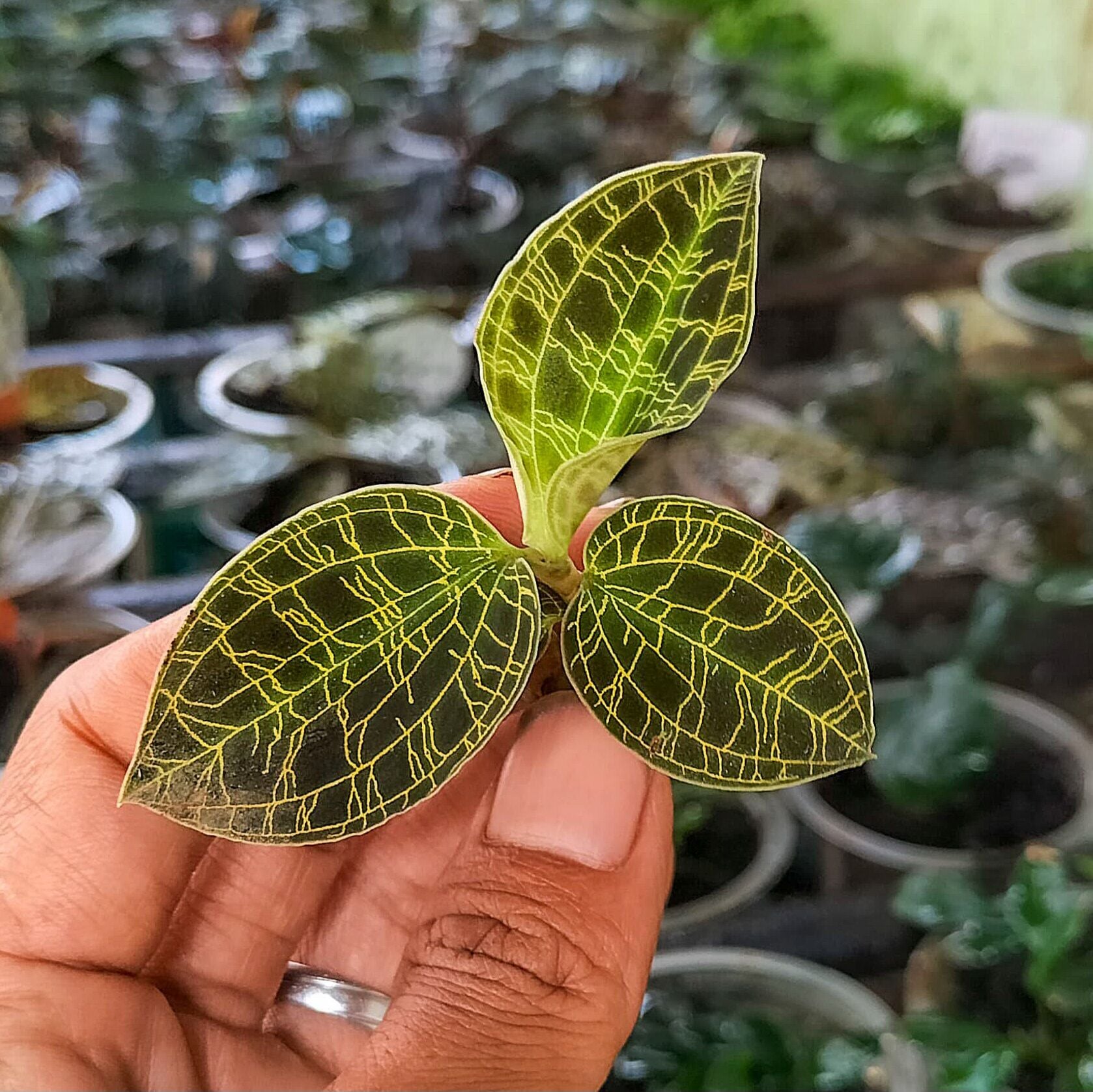 Jewel Orchid (Macodes petola sp. java)