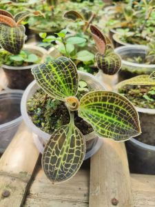 Jewel Orchid (Macodes sanderiana green) ADET ÖN SİPARİŞ