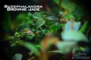 Bucephalandra brownie jade 10X10 CM PORSİYON