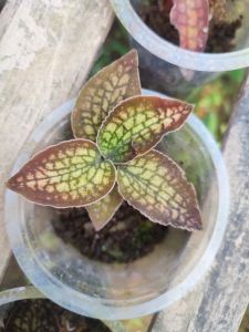 Jewel Orchid (Cistorchis variegata sp. Papua) ADET ÖN SİPARİŞ