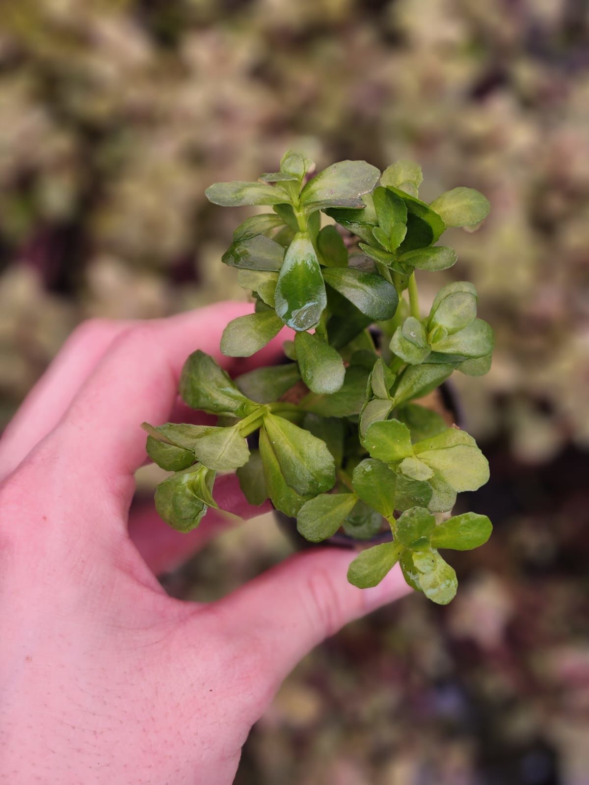 Bacopa compact SAKSI