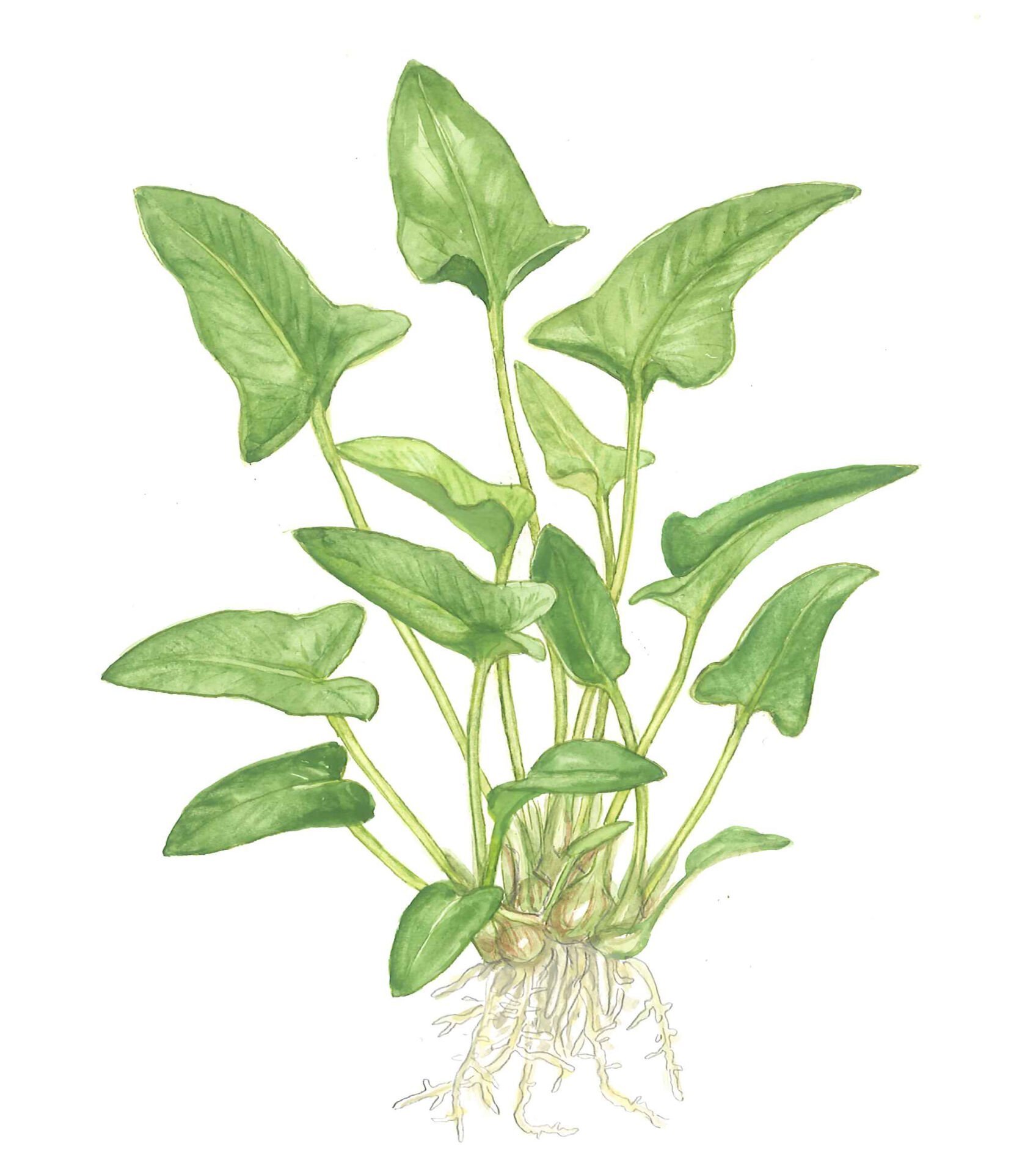 Tropica - Anubias gracilis SAKSI