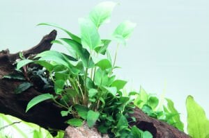 Tropica - Anubias gracilis SAKSI