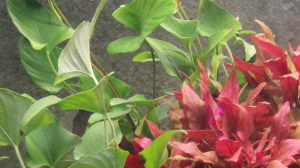 Tropica - Anubias gracilis SAKSI